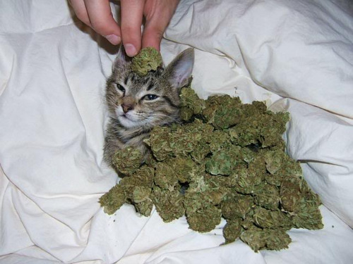 silly weed cat